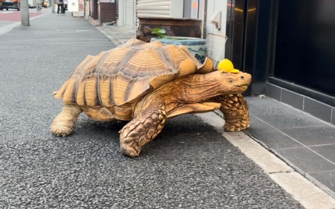月島名物かめちゃん！30年生きてます